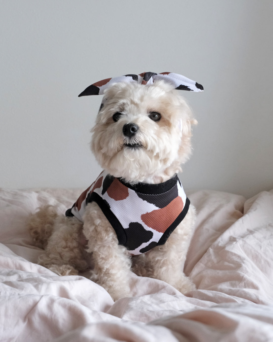 Cool Bandana (animal)