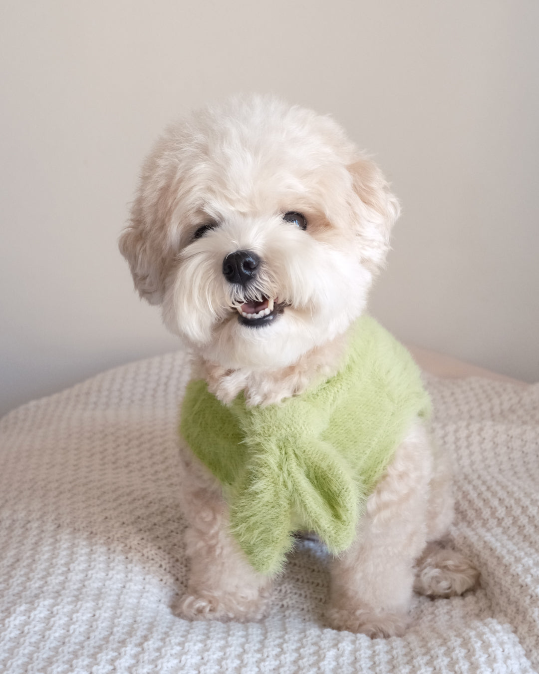 Shaggy Bow Knit