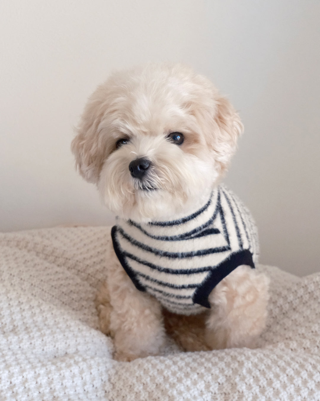 Shaggy Knit (stripe)