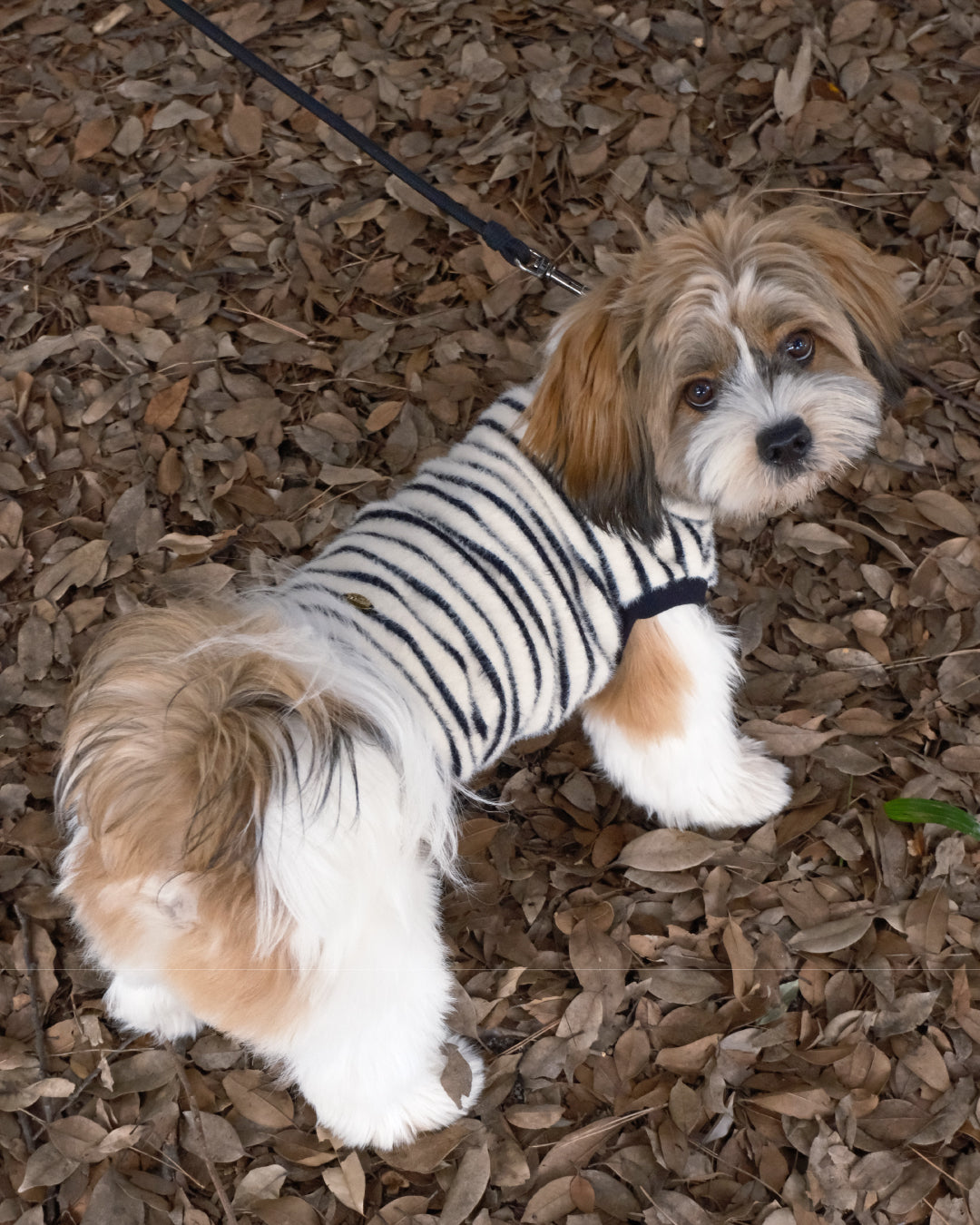 Shaggy Knit (stripe)