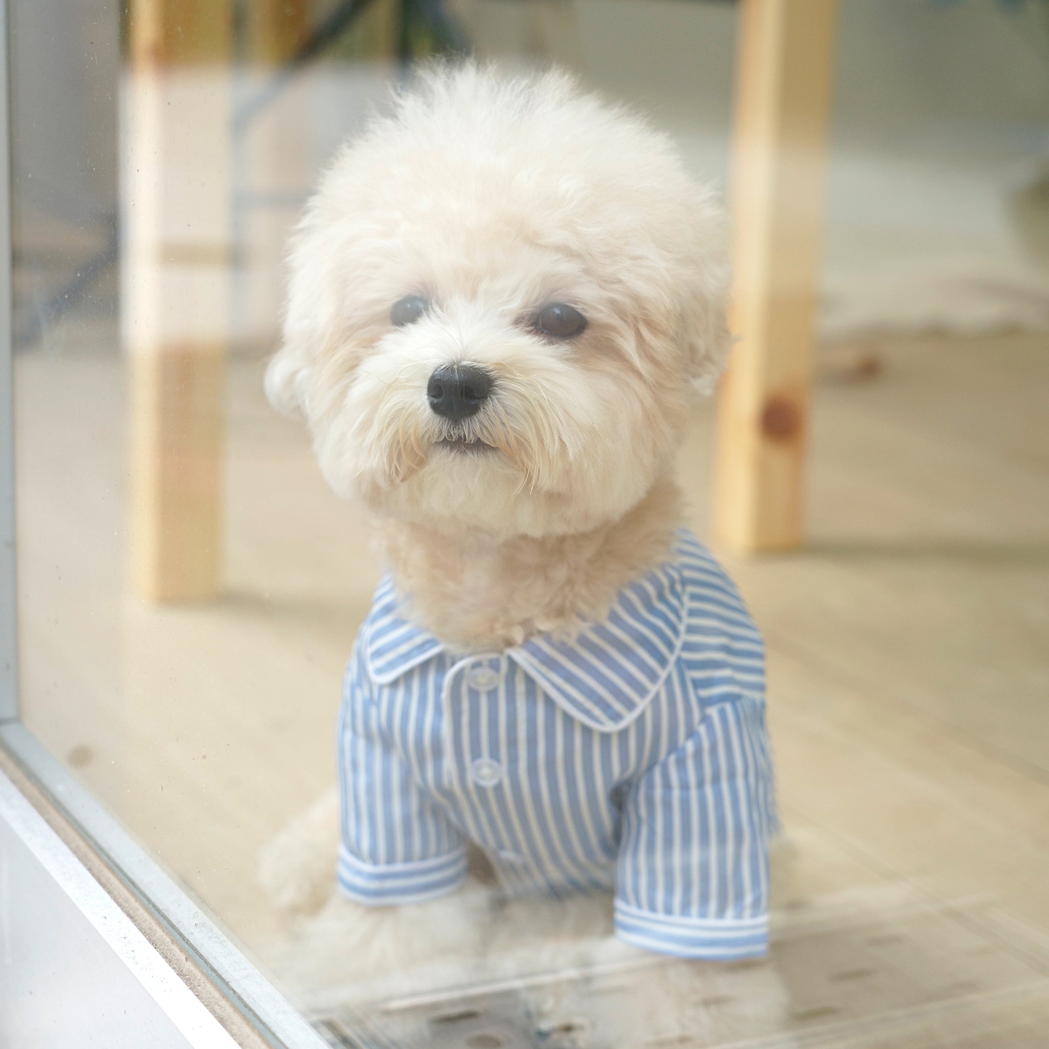 犬 ストライプパジャマシャツ【FABOGNI(ファボンニ)】Pajama (stripe