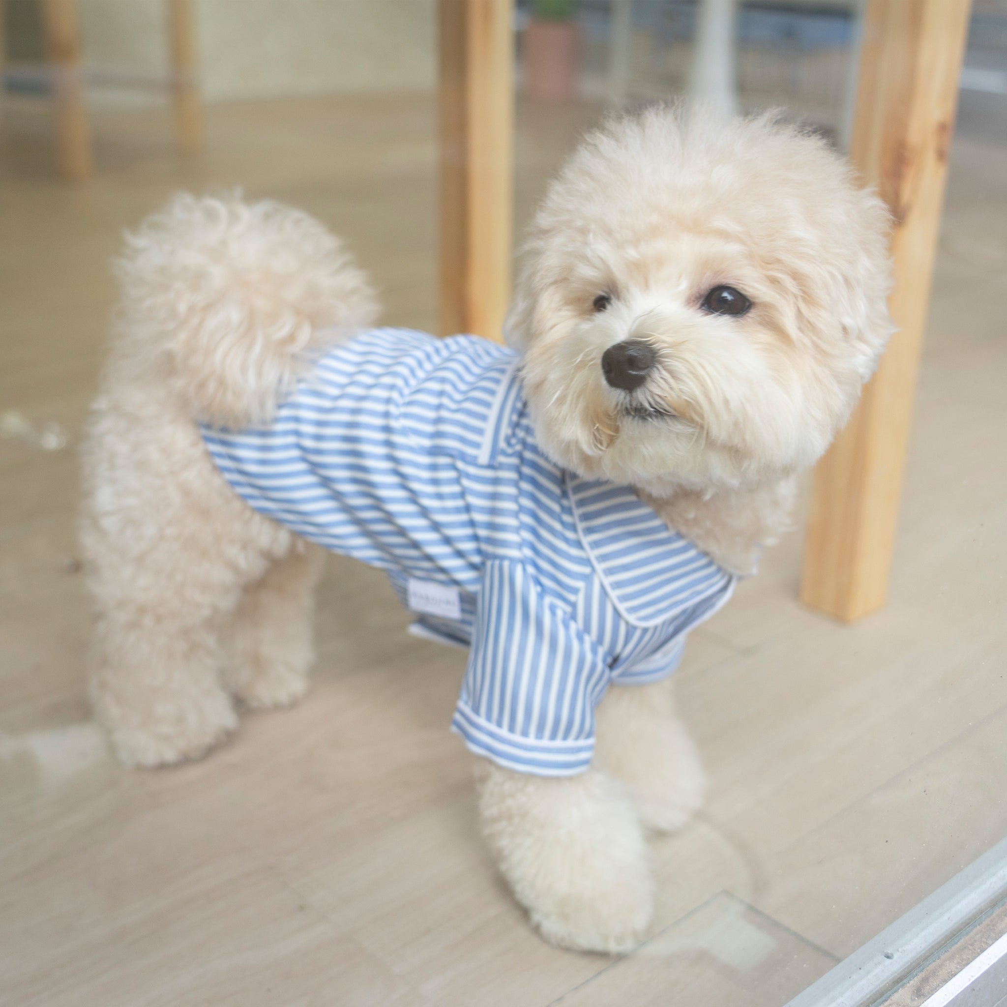 犬 ストライプパジャマシャツ【FABOGNI(ファボンニ)】Pajama (stripe