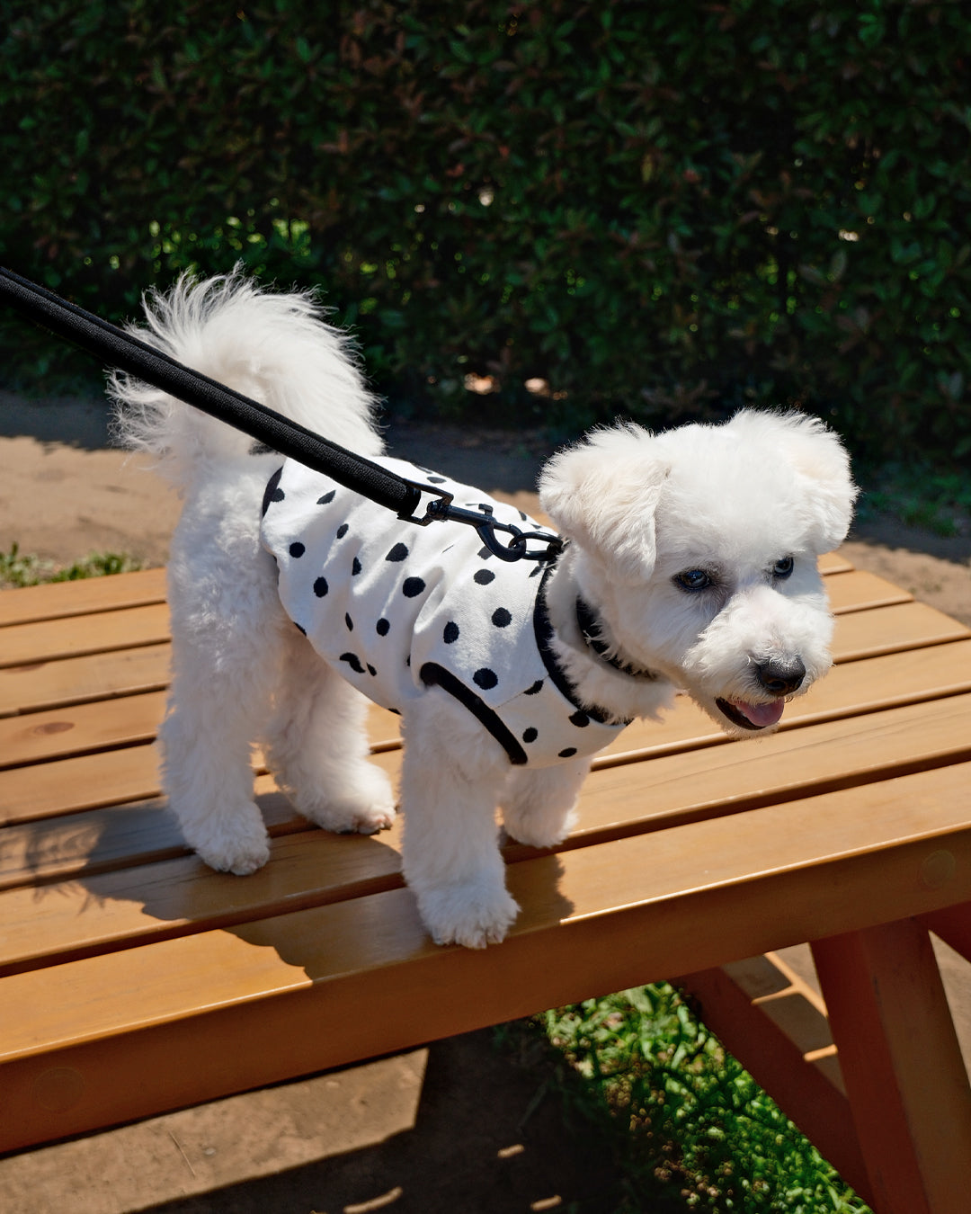 Cotton Dot Top