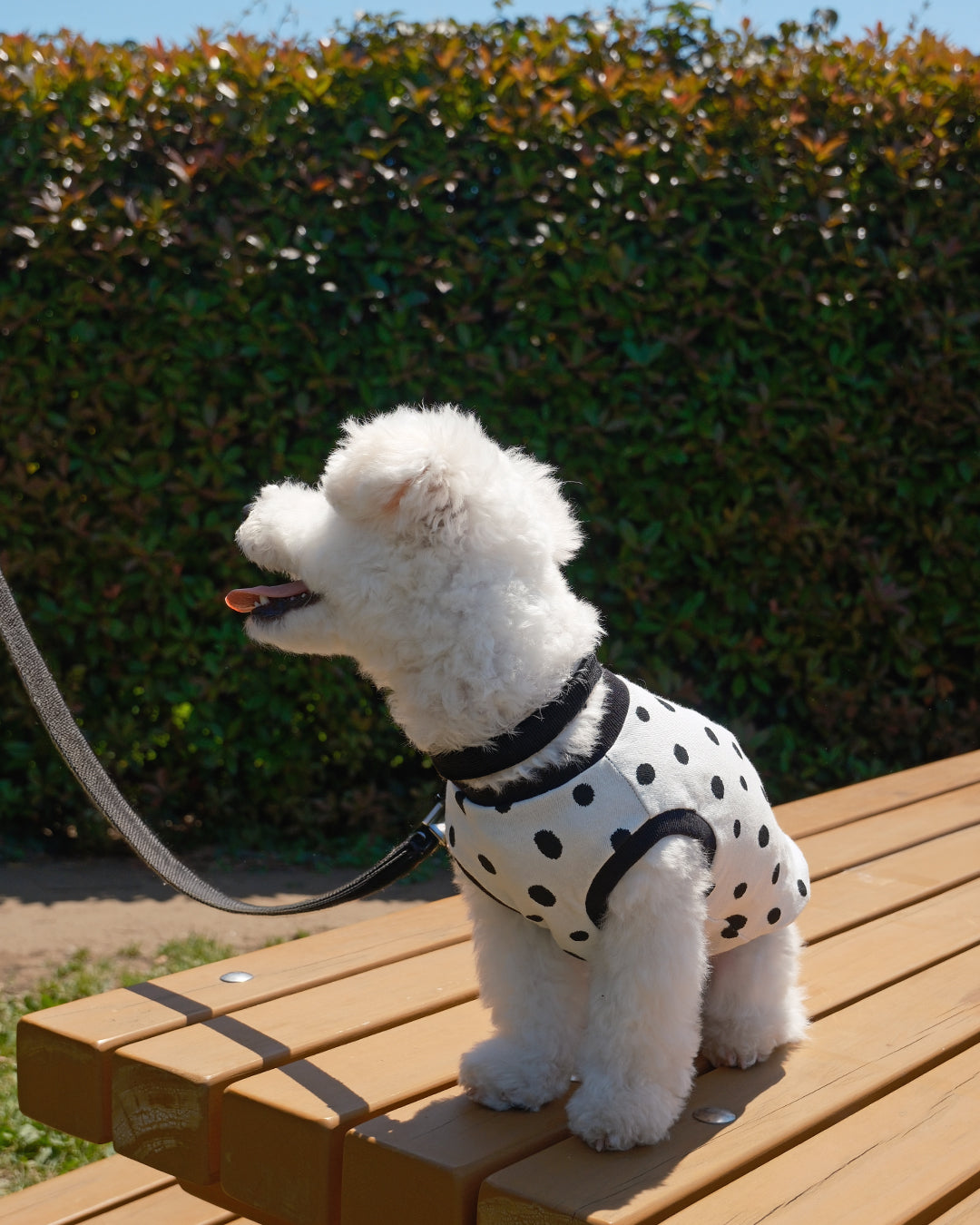 Cotton Dot Top