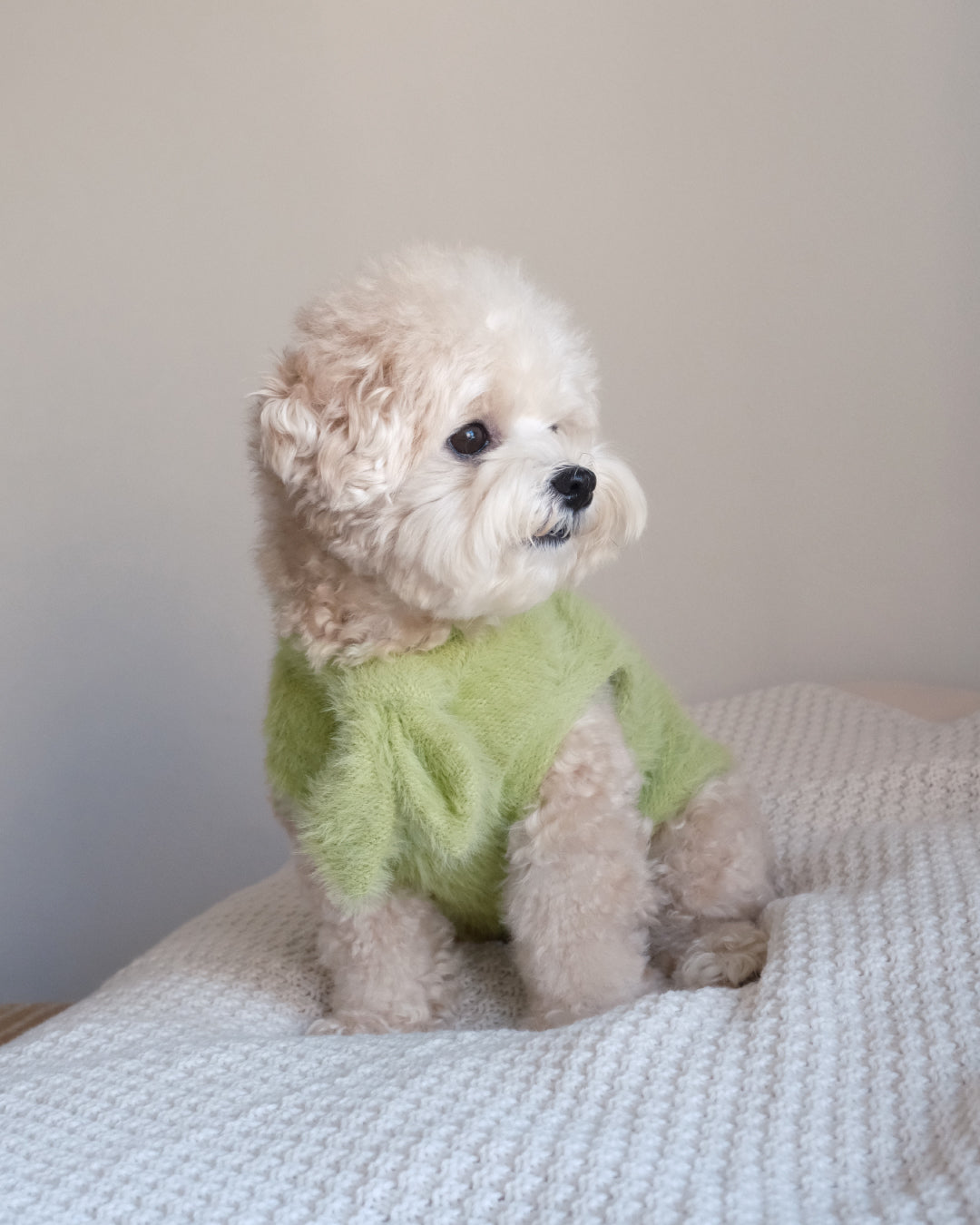 Shaggy Bow Knit