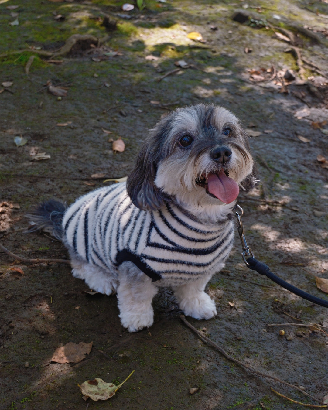 Shaggy Knit (stripe)