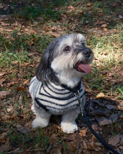 Shaggy Knit (stripe)
