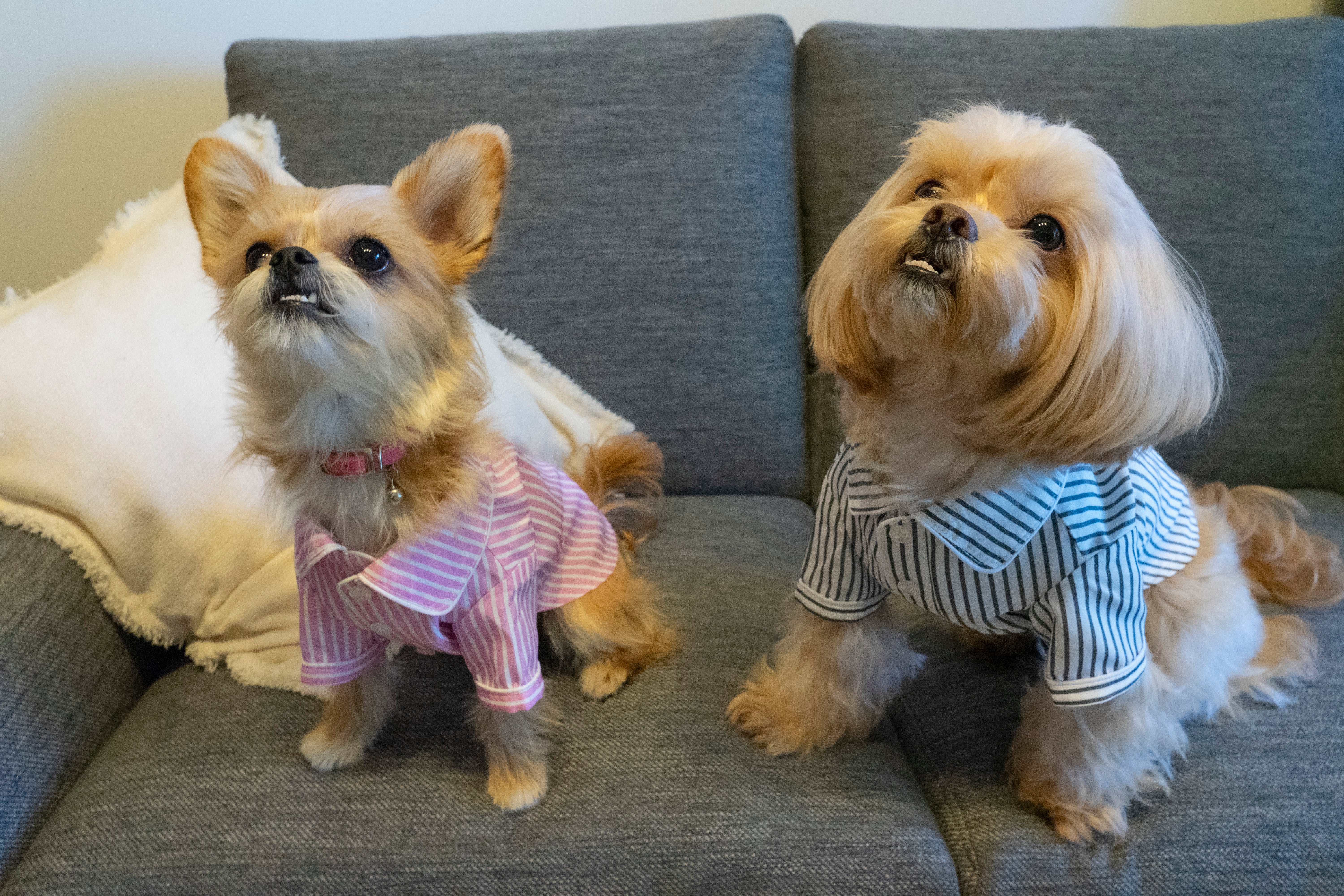 犬 ストライプパジャマシャツ【FABOGNI(ファボンニ)】Pajama (stripe