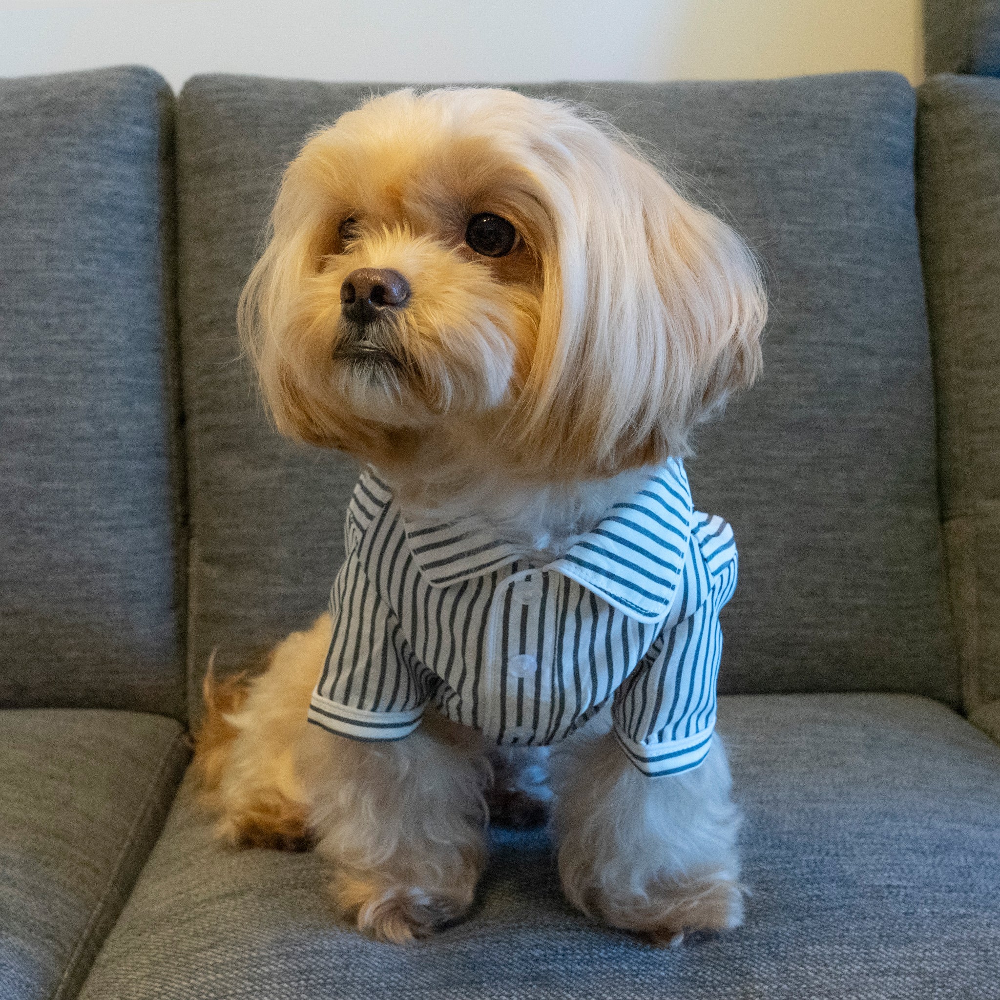 犬 ストライプパジャマシャツ【FABOGNI(ファボンニ)】Pajama (stripe